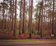 9456 So Bay Road, Magnolia Springs, AL 36555