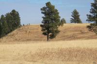 0000 Neck Yoke Rd Tbd Neck Yoke Rd Rapid City, SD 57702