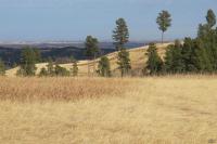0000 Neck Yoke Rd Tbd Neck Yoke Rd Rapid City, SD 57702