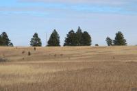 0000 Neck Yoke Rd Tbd Neck Yoke Rd Rapid City, SD 57702