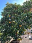 276 N El Camino Real 97 Oceanside, CA 92058