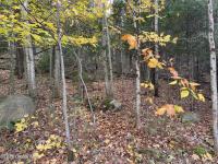 L47.2 Mallon Road Minerva, NY 12857