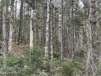 804 Harrisburg Rd Stony Creek, NY 12878