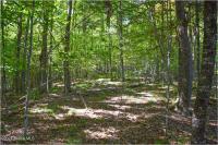 98 Carriage Knoll Road Chester, NY 12817