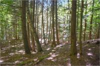 112 Carriage Knoll Road Chester, NY 12817