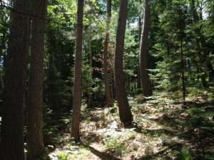 Hunting Land Near Eagle River