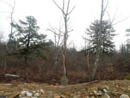 MV 645 Red Mountain Road, Hazle Twp, PA 18202