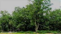 TW 63 Sweet Birch Lane, Hazle Twp, PA 18202