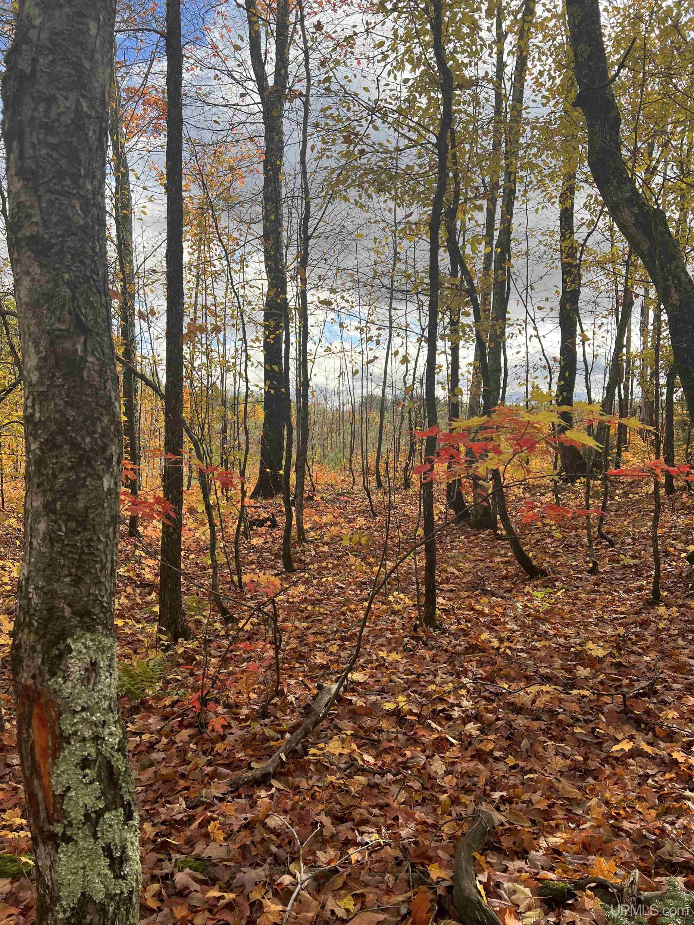 MLS #50125809 - TBD 20 Acres Off Obenhoff Road Atlantic Mine, MI 49905