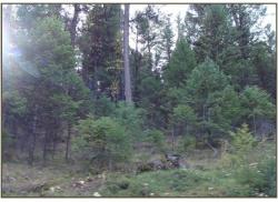 Lot 7 Whispering Pines Subdivision Fortine, MT 59918