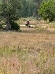 NHN Mystic River Road Stevensville, MT 59870