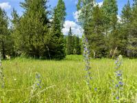 17 Twenty Peak Gulch Lane Trout Creek, MT 59874