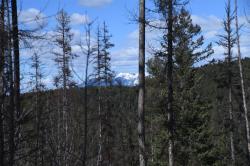 205 Timberjack Trail Bigfork, MT 59911