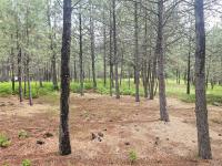 23355 Sunbilla Drive Arlee, MT 59821