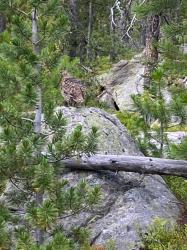NHN Michael Davitt Granite Access Road Philipsburg, MT 59858