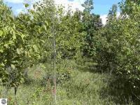 000 Holly Road, Kalkaska, MI 49646