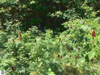 5185 Jacks Trail, Traverse City, MI 49684