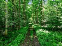 00 Snake Run Road East Otto, NY 14729