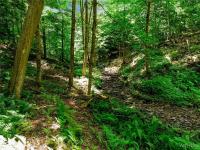 00 Snake Run Road East Otto, NY 14729