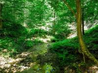 00 Snake Run Road East Otto, NY 14729