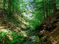 00 Snake Run Road East Otto, NY 14729