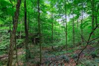 00 Snake Run Road East Otto, NY 14729
