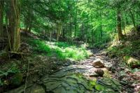 00 Snake Run Road East Otto, NY 14729