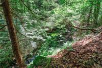 00 Snake Run Road East Otto, NY 14729