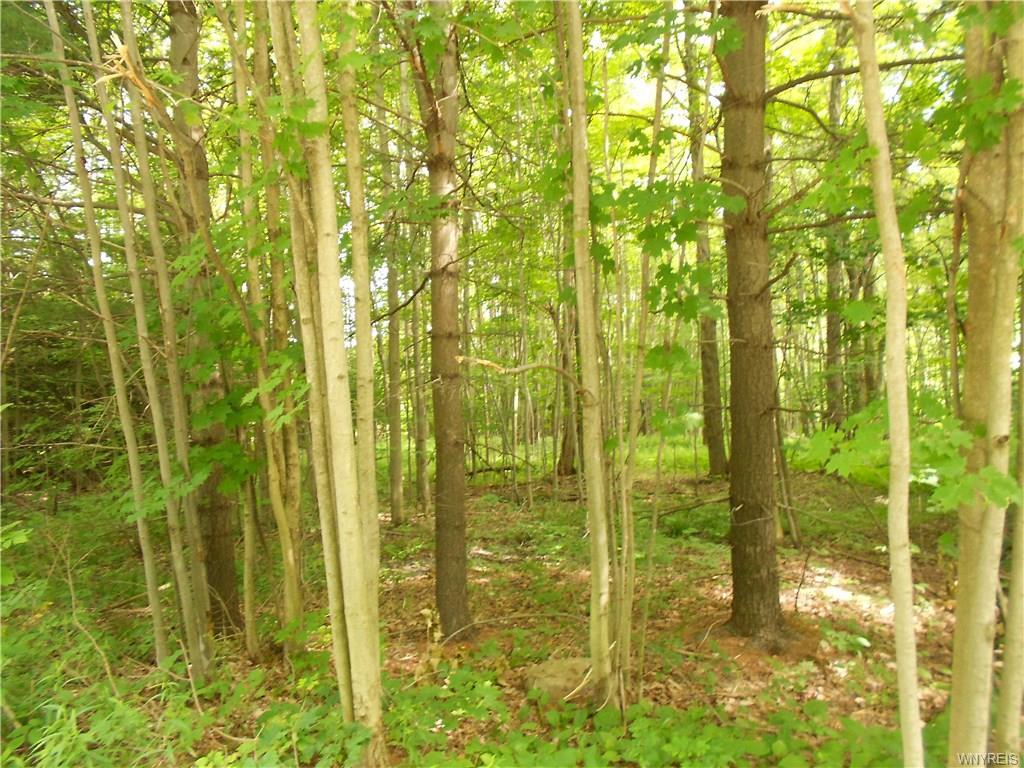 Wooded lot in Colden for $19,900 Dollars!