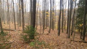 Grove Road, Lyndon, NY 14737