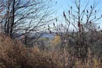Big Tree Road, Livonia, NY 14487