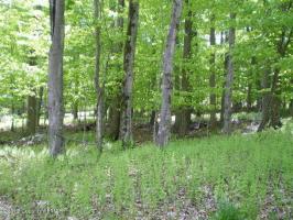 908 White Pine Drive, Pocono Lake, PA 18347