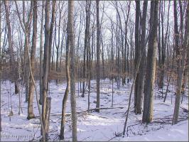 1 2 Wechquetank Drive, Pocono Lake, PA 18347