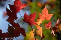 1206 Lot# Sugarbush Rd, Henryville, PA 18332