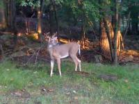 G17 Wolf Hollow Rd, Lake Harmony, PA 18624