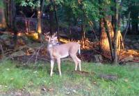 Lot 30 Wolf Hollow Rd, Lake Harmony, PA 18624