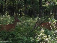 Laurel Woods Cir, Albrightsville, PA 18210