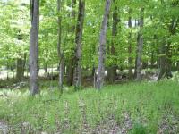 614 Fawn Road, Pocono Lake, PA 18347