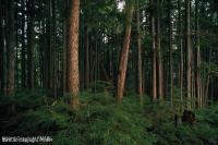 Lot 22 Pocono Cir, Bartonsville, PA 18321