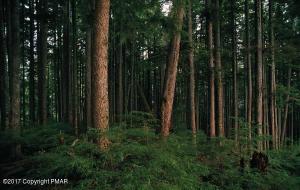 Lot 122 B Balsam Cir, Albrightsville, PA 18210