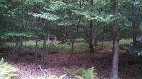 129 Pocono Drive East, Gouldsboro, PA 18424