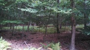 129 Pocono Drive East, Gouldsboro, PA 18424