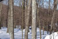 Copper Mountain Rd, Tafton, PA 18426