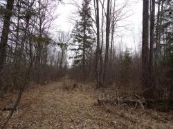 40+/- Acres Off Wright Road Winter, WI 54896