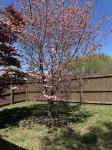 52 Lone Oak Drive Scottsville, KY 42164
