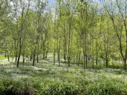 0 Austin Hollow Rd Pleasant Shade, TN 37145