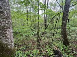 103 Bear Den Trl Grandview, TN 37337