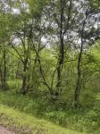 0 Crews Hollow Road Manchester, TN 37355