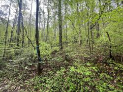 104 Bear Den Trl Grandview, TN 37337