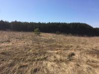 Running Buck, Scottville, MI 49454
